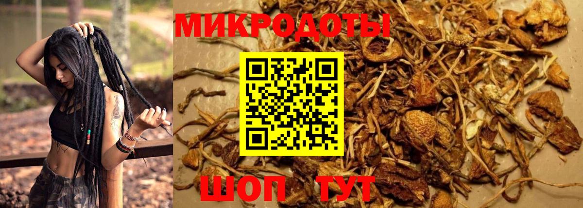 Галлюциногенные грибы Psilocybe Ханты-Мансийск